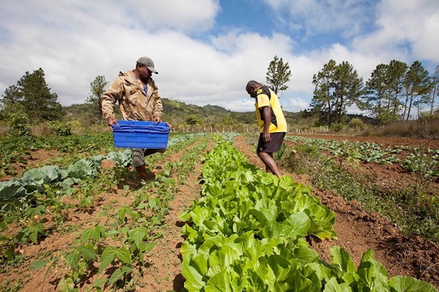 Tanzania fights malnutrition by investing in food production