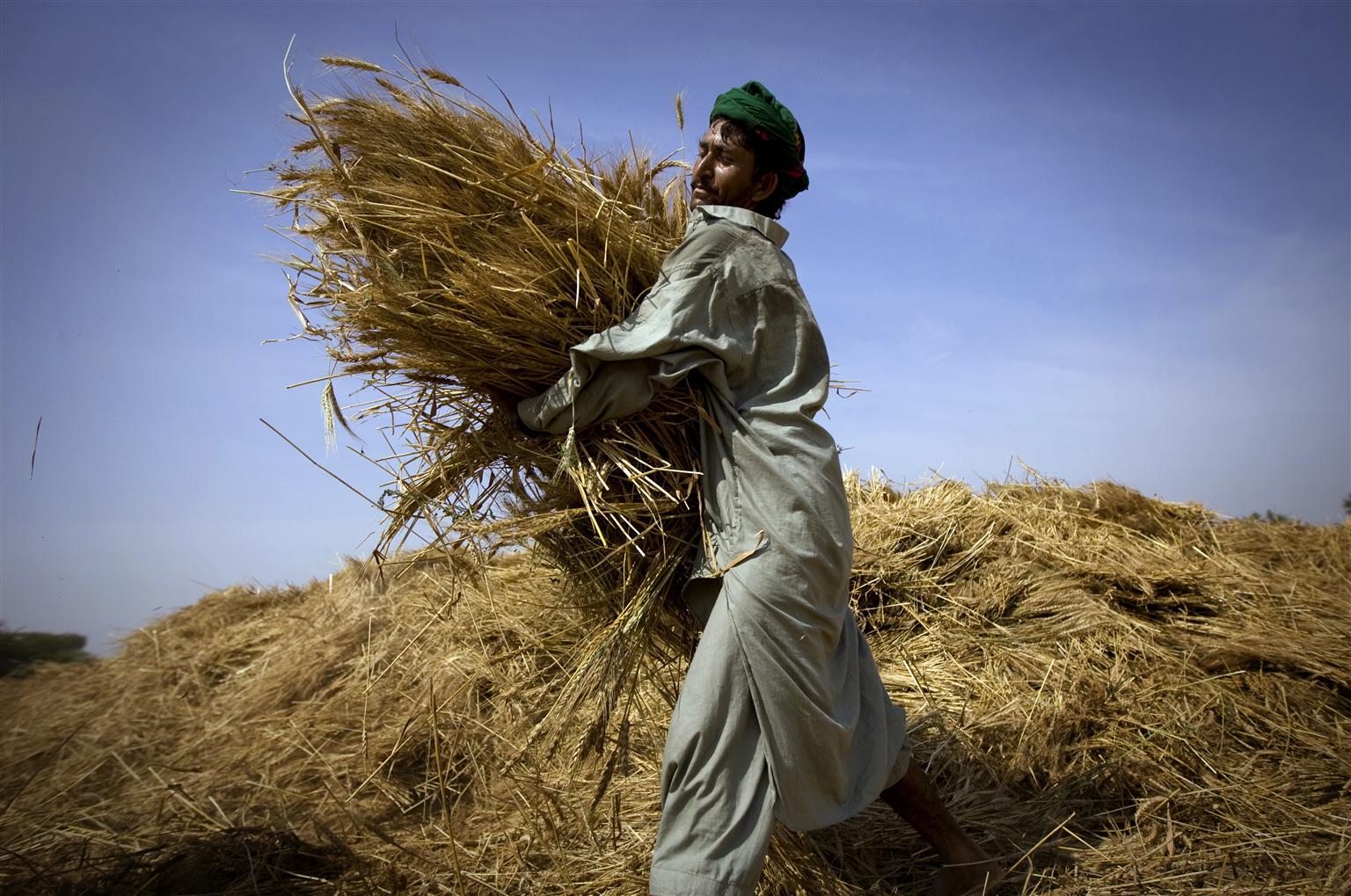 Pilot project to fortify wheat to fight malnutrition in Pakistan with the support of WFP