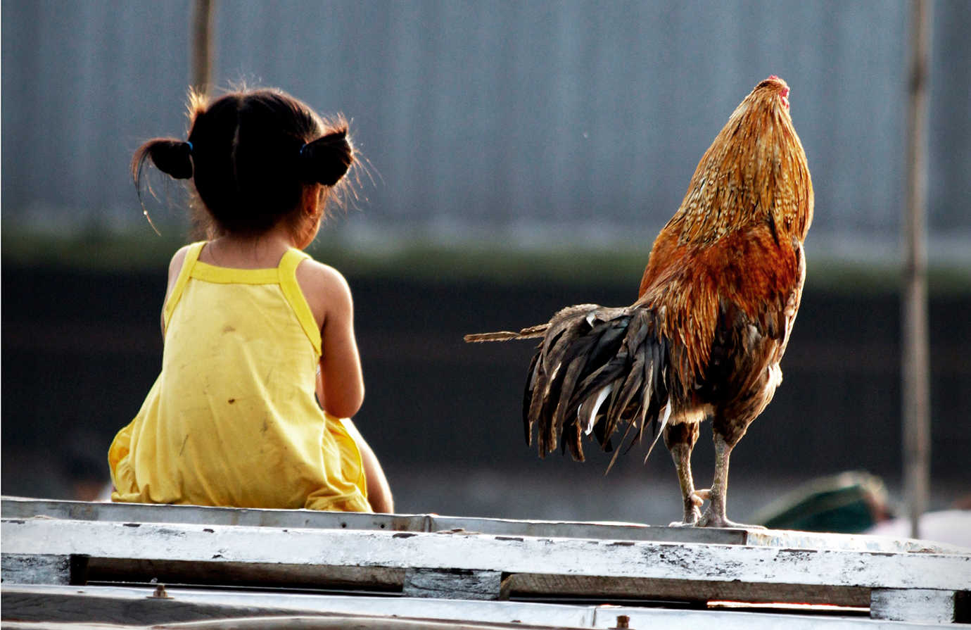 Nutrition, food security and livelihoods: Basic concepts