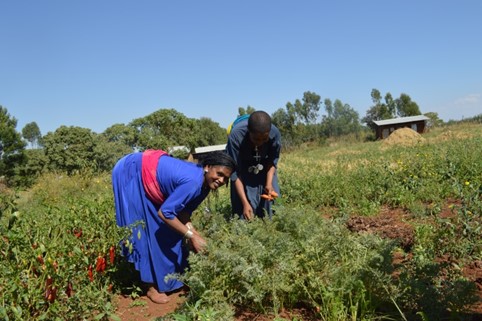 Women Development Army – Arms for Change on Nutrition, West Gojam Experience, Ethiopia