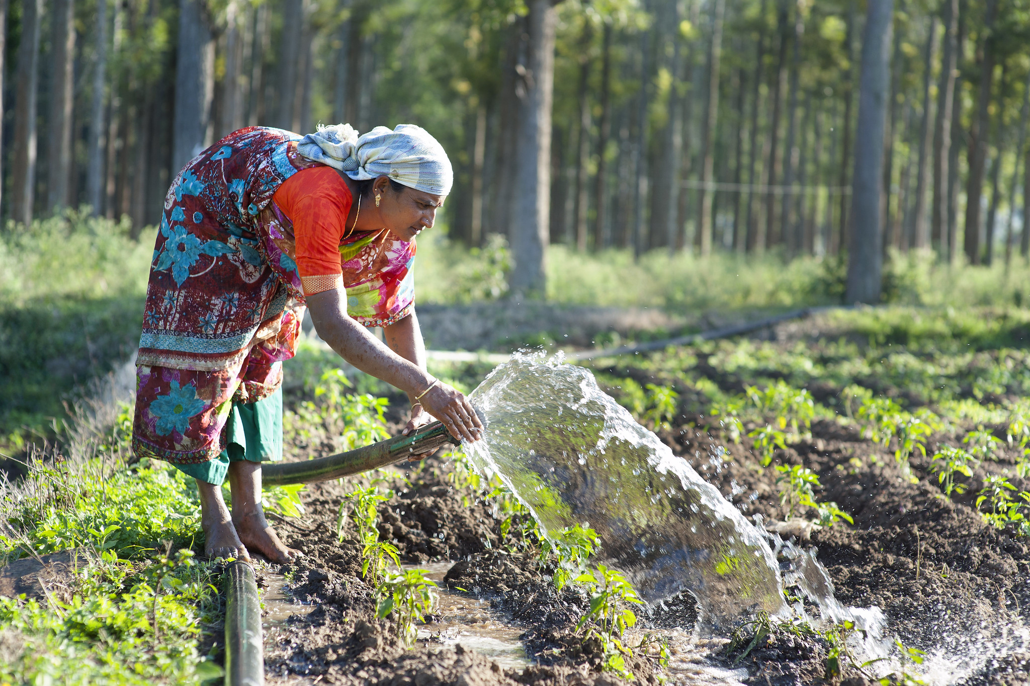 Woman irrigates crops