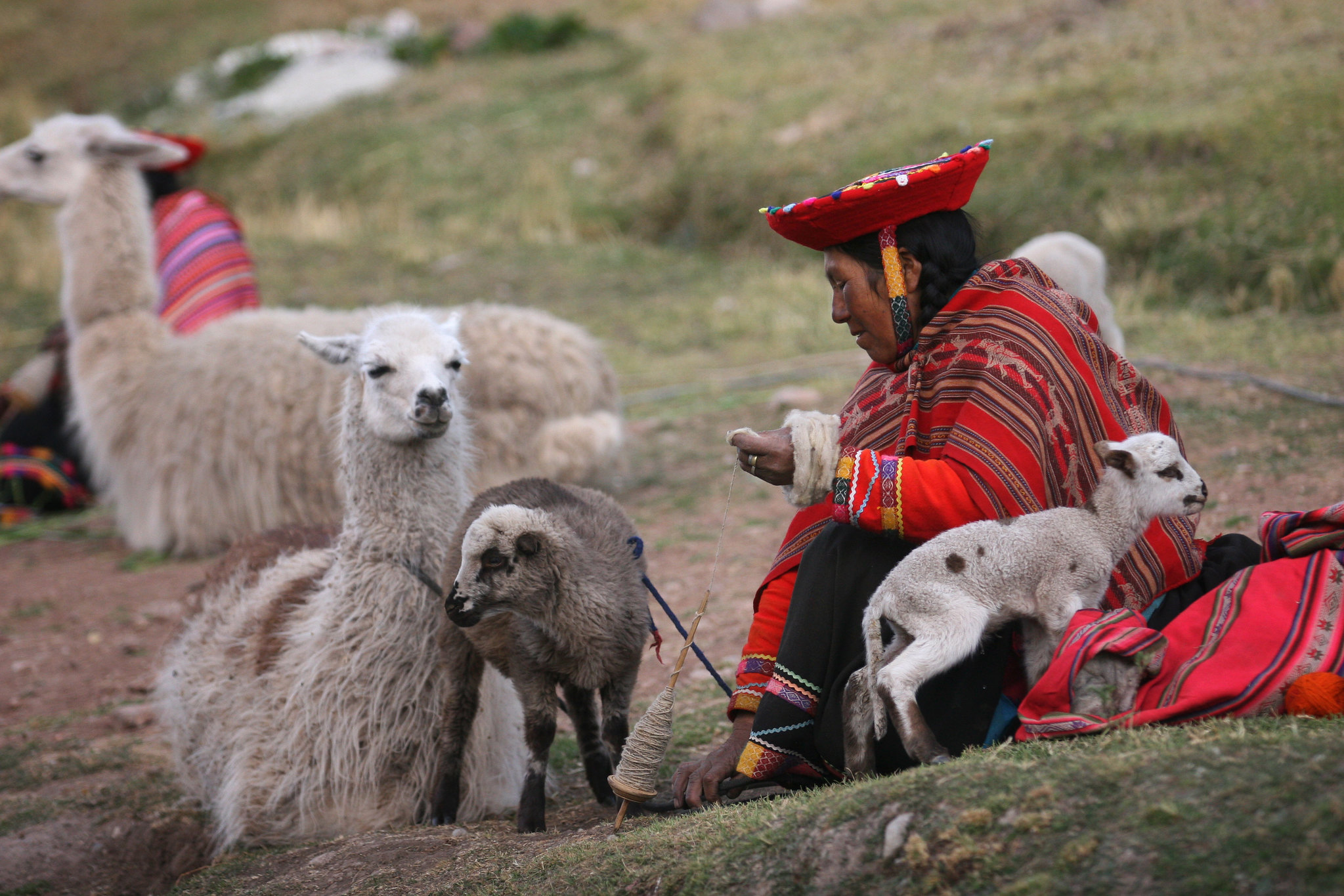 Indigenous woman with llamas