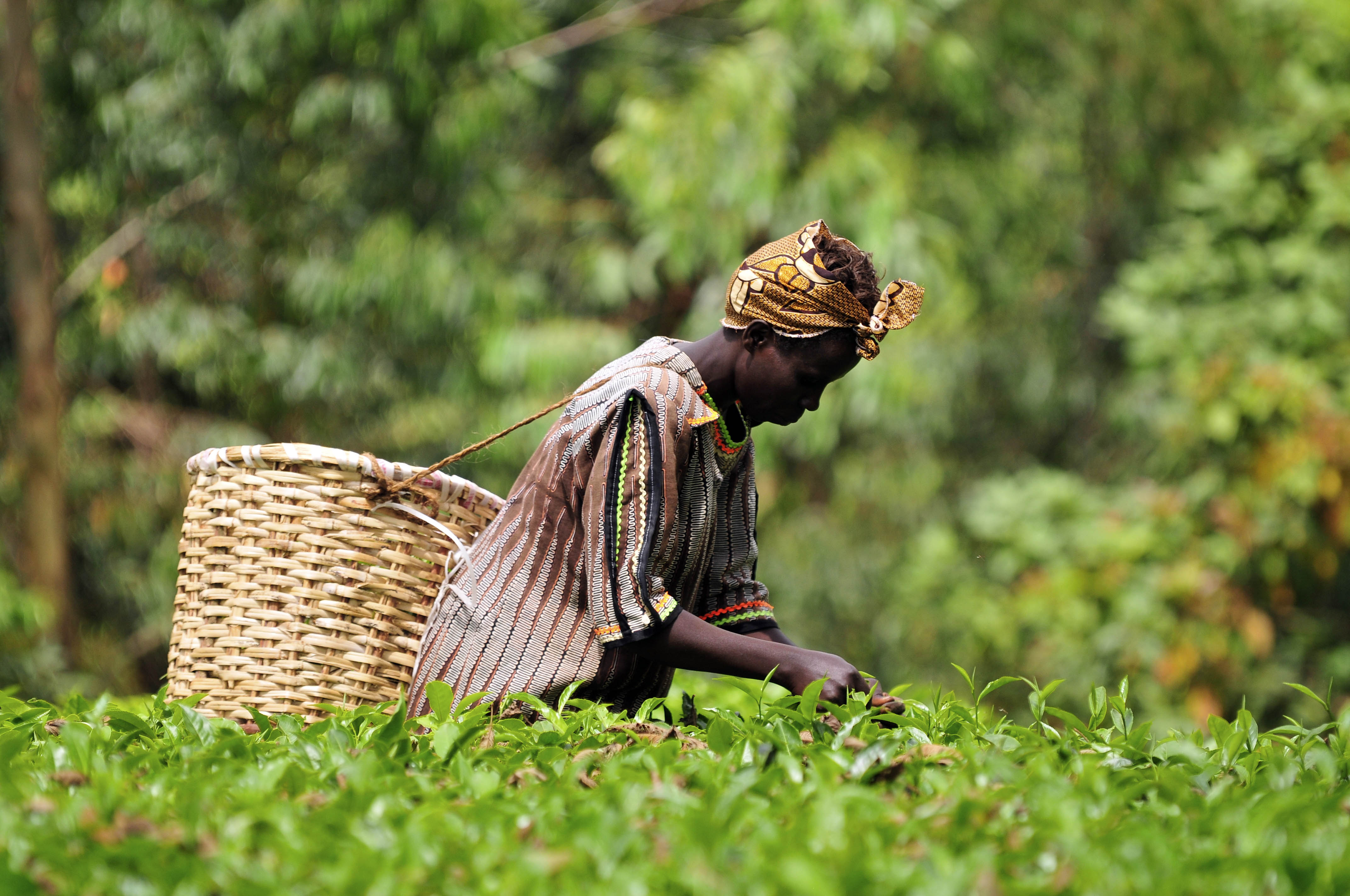  ©2012CIAT/NeilPalmer