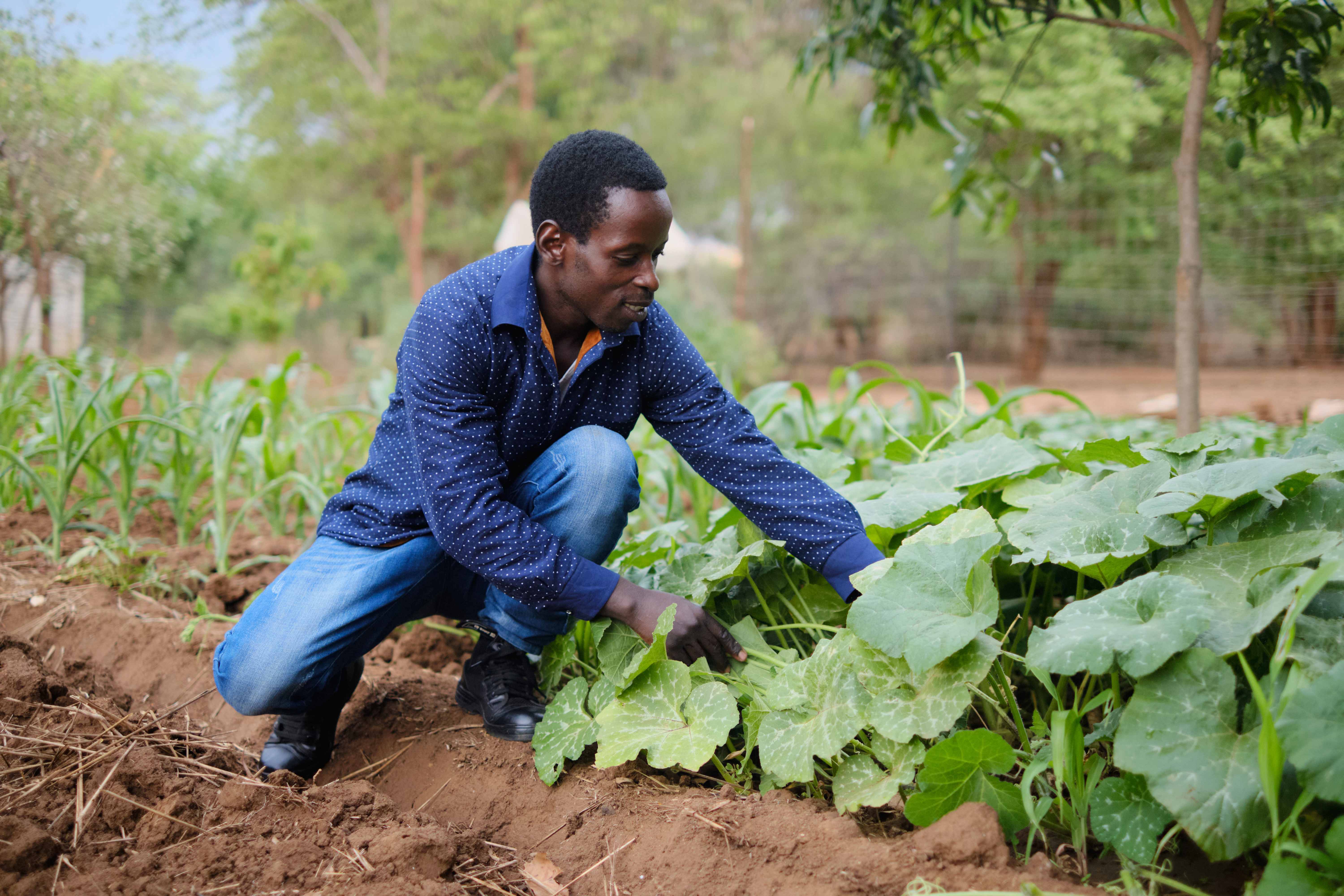 Zambia farmer
